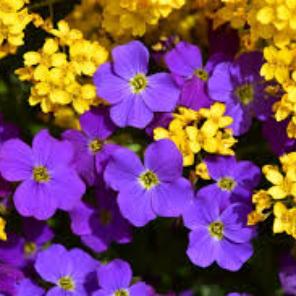 Meet your Posher, Sahana